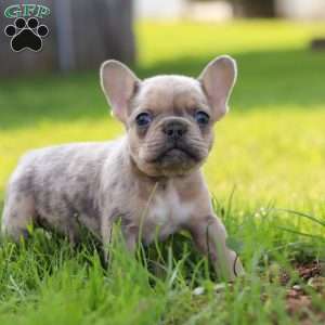 Ike, French Bulldog Puppy
